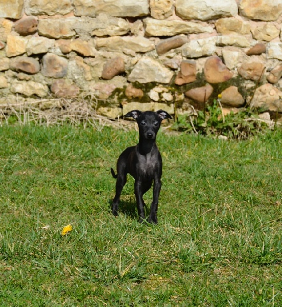 Indila du domaine de chanteloup