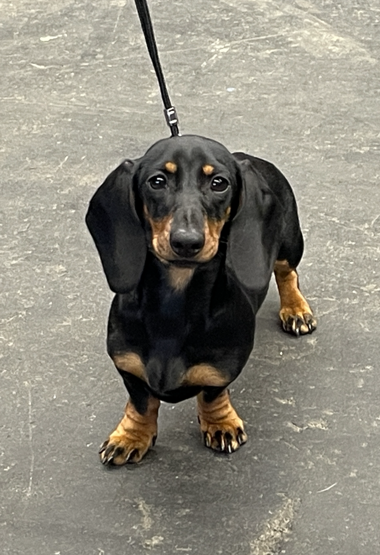 Xoxo Gossip Girl MUNI TSENPO muni-tsenpo