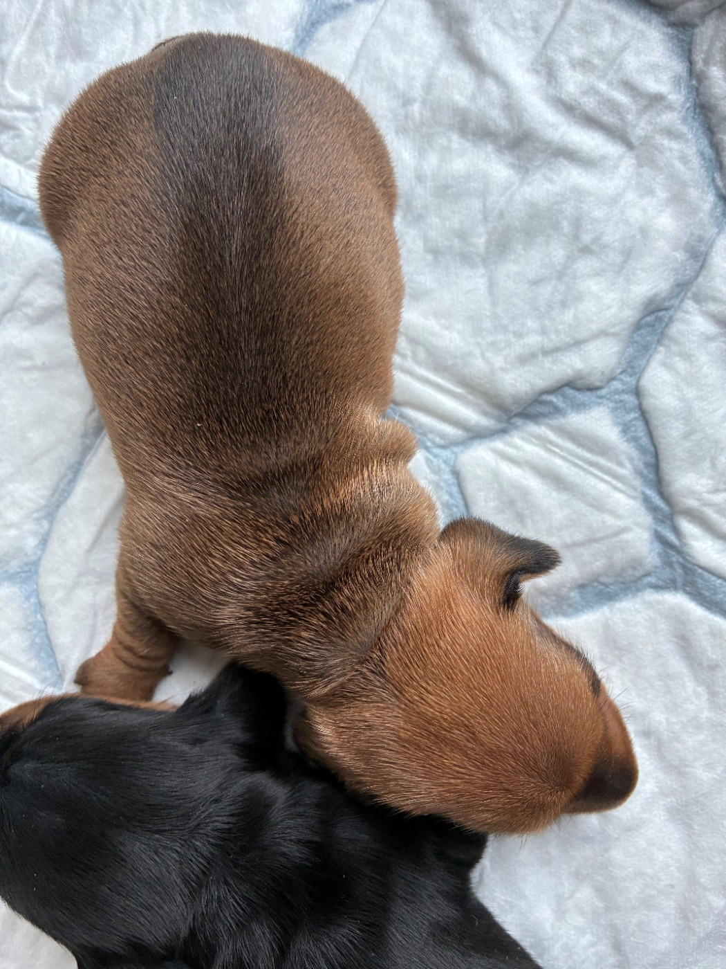 Du Petit Riche Bourg - Chiots disponibles - Teckel poil ras