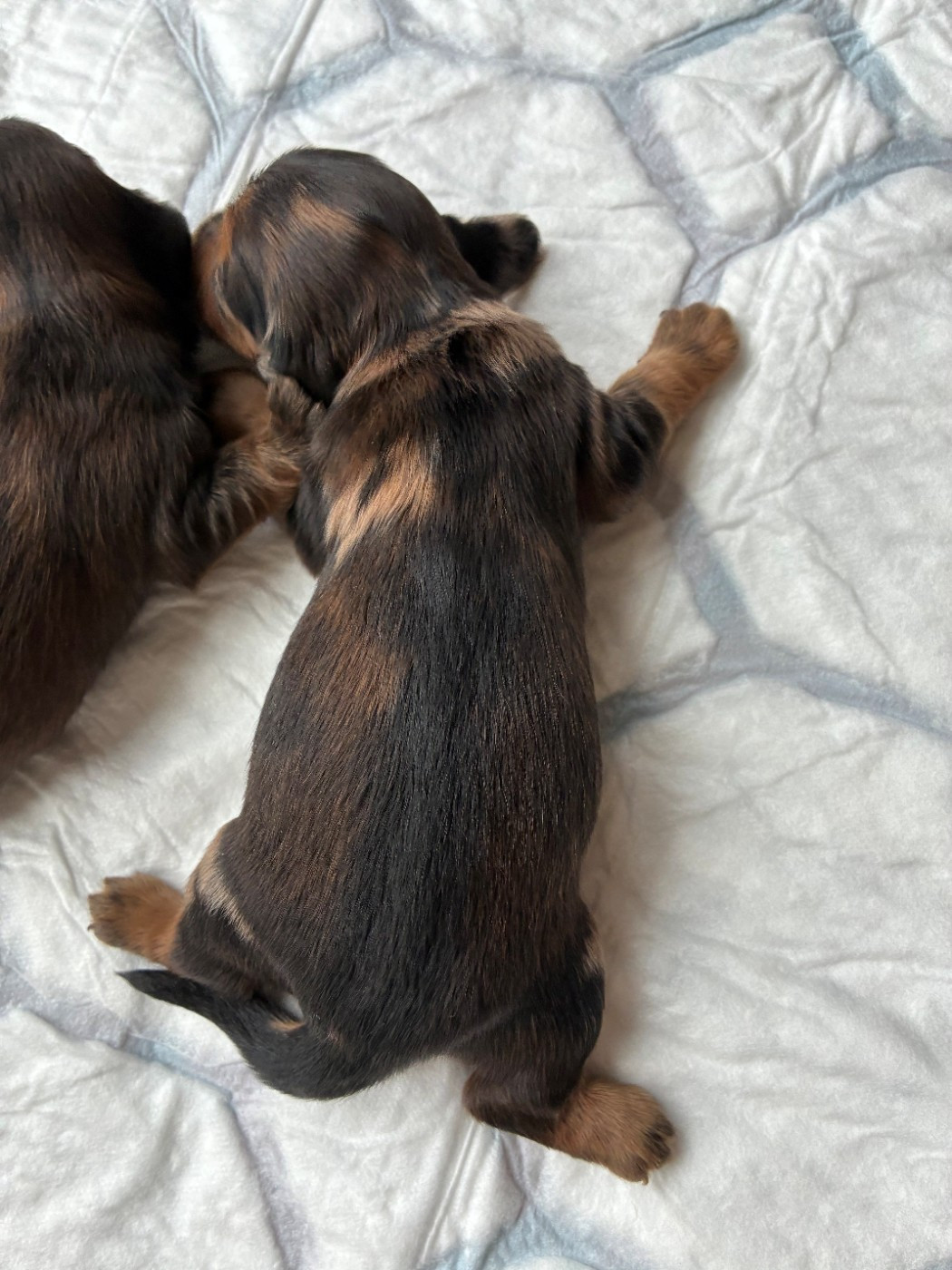 Du Petit Riche Bourg - Chiots disponibles - Teckel poil long
