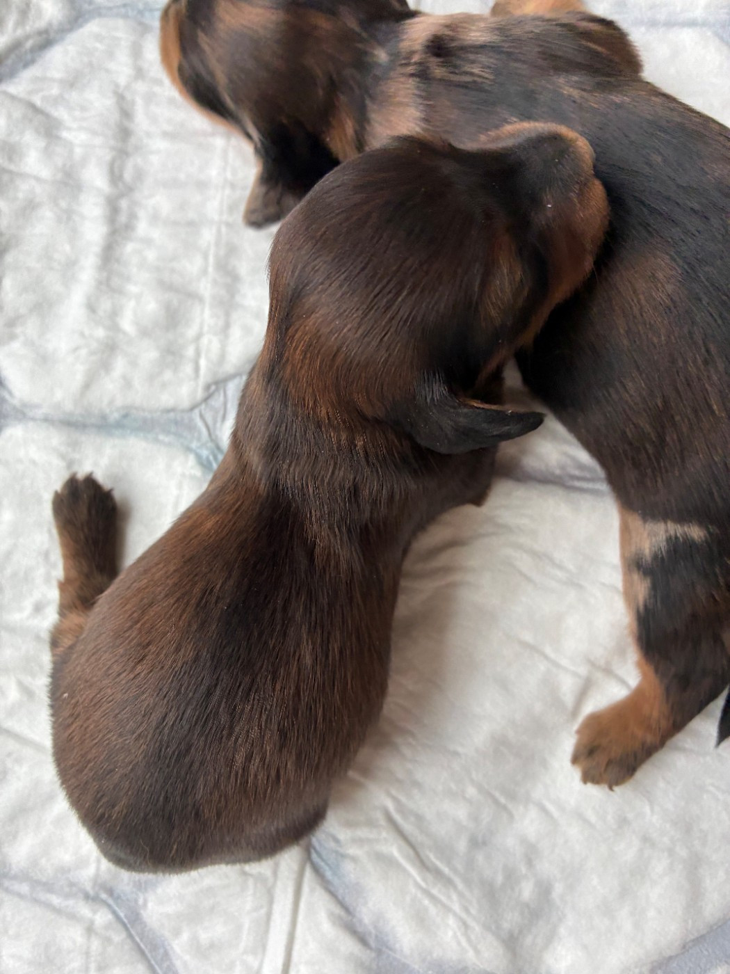 Du Petit Riche Bourg - Chiots disponibles - Teckel poil long