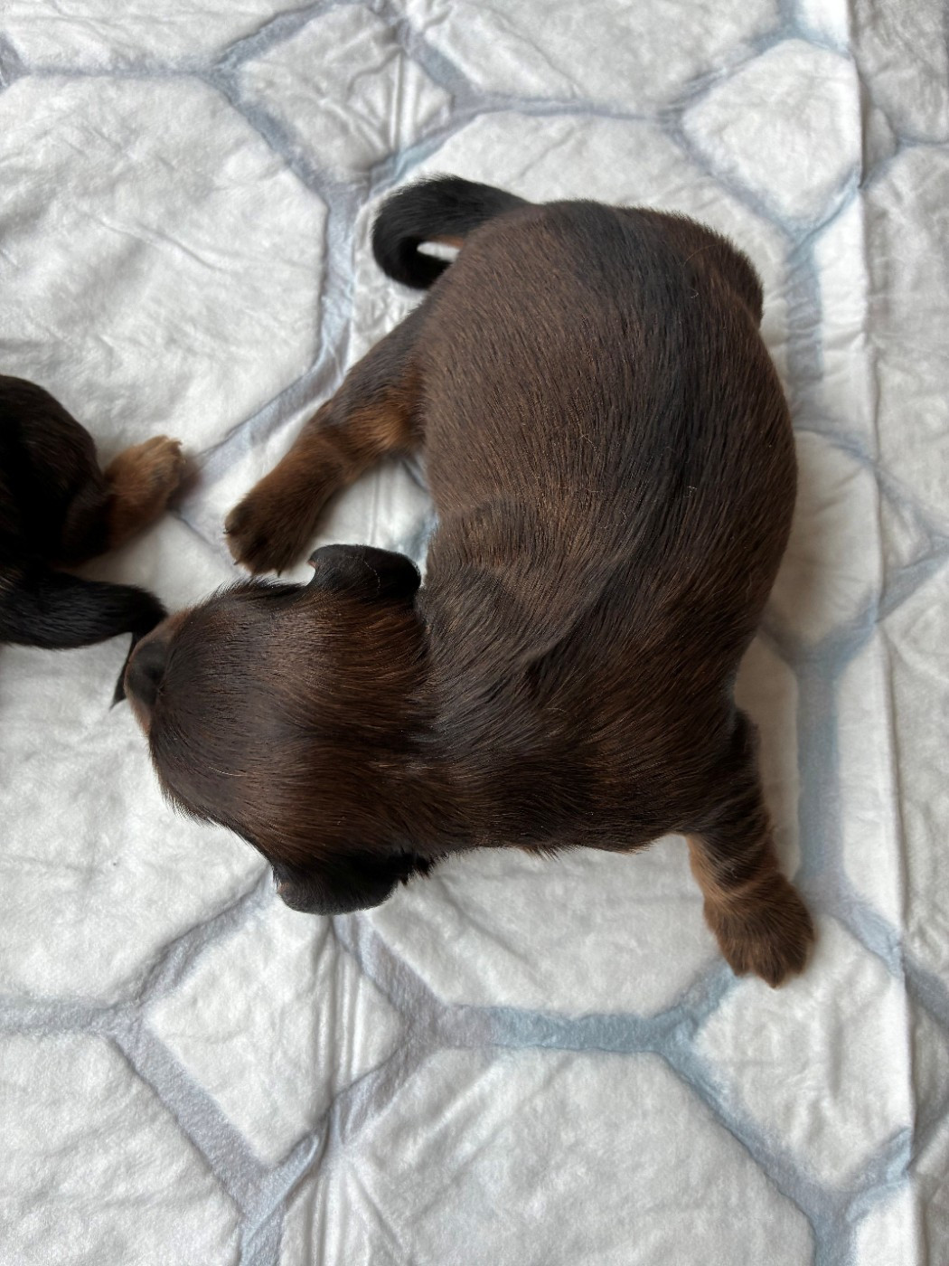 Du Petit Riche Bourg - Chiots disponibles - Teckel poil long