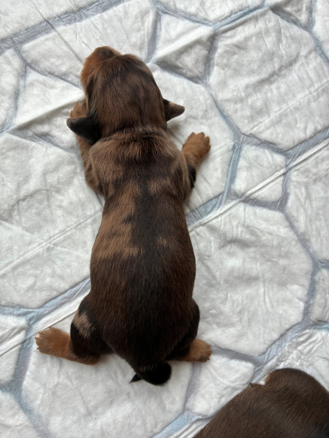 Du Petit Riche Bourg - Chiots disponibles - Teckel poil long