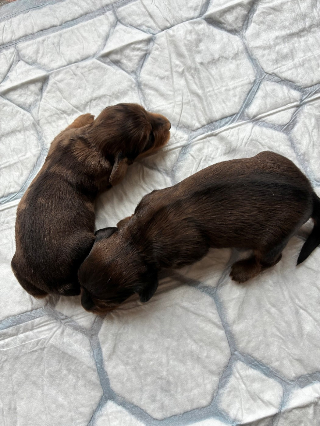 Du Petit Riche Bourg - Chiots disponibles - Teckel poil long