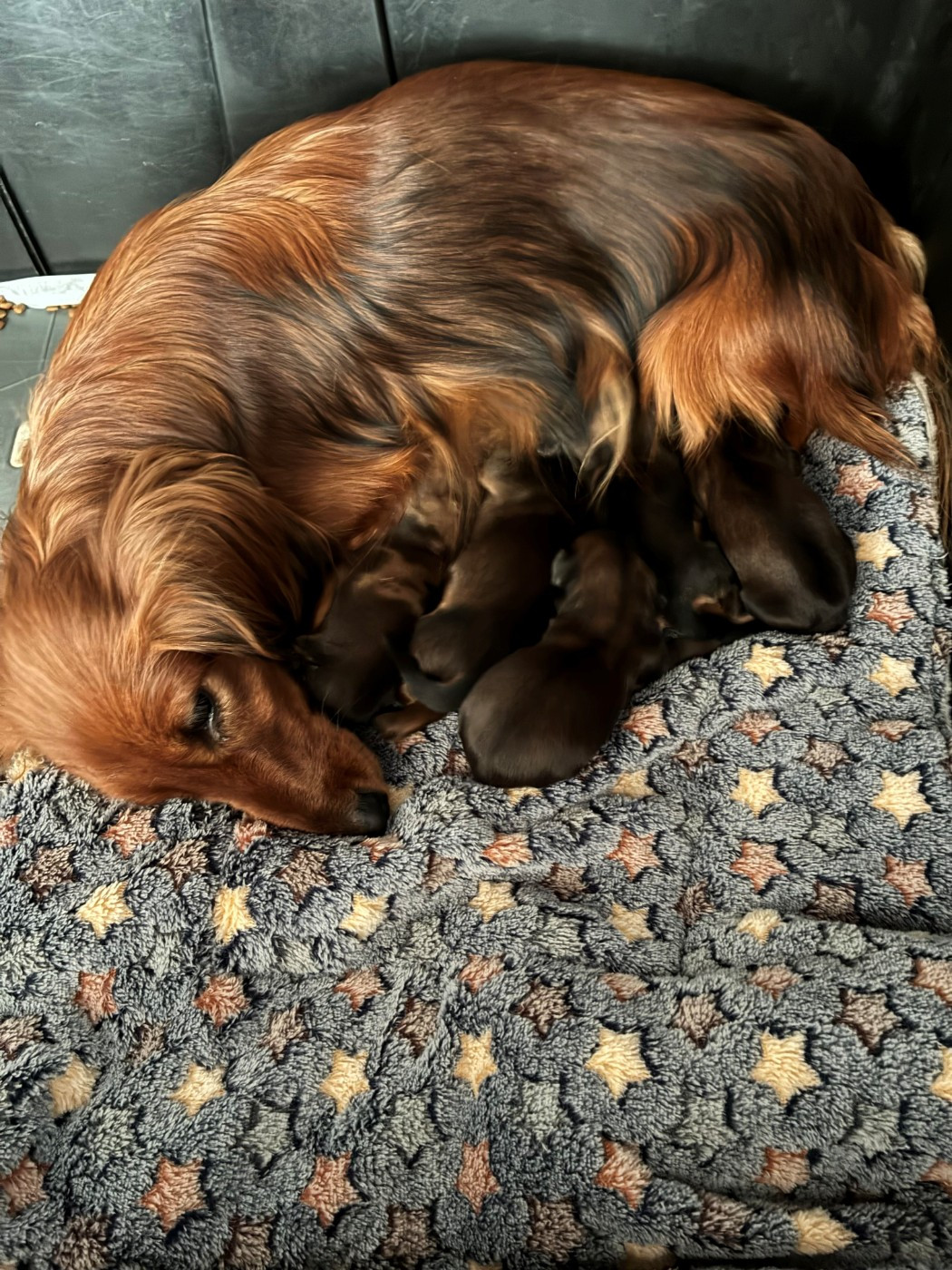 Chiot Teckel poil long Du Petit Riche Bourg