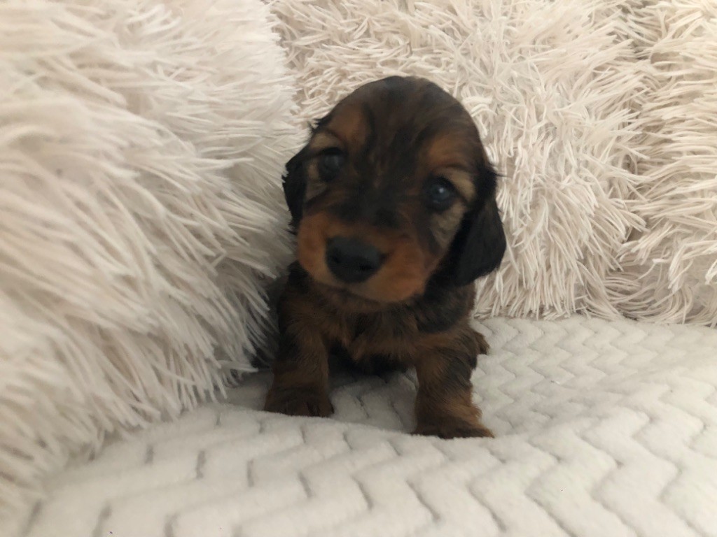 Du Petit Riche Bourg - Teckel poil long - Portée née le 10/01/2025